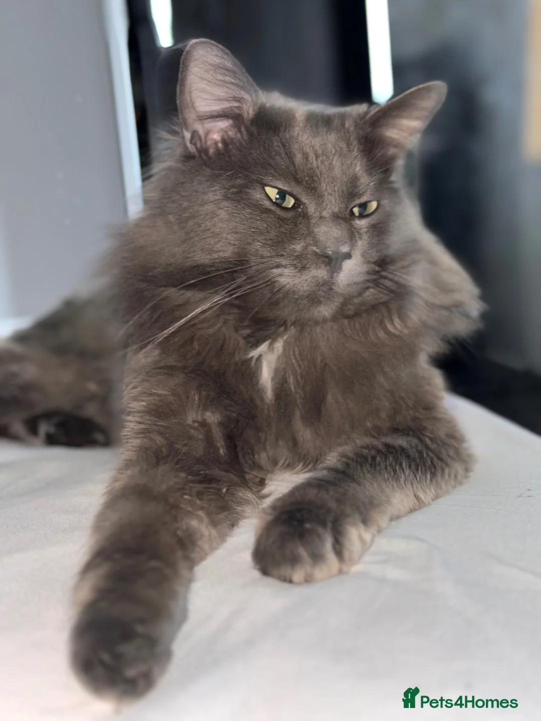 Mixed Breed cats for sale: 3/4 Maine Coon,stunning babies - Advert 8
