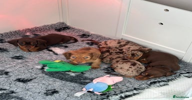 Miniature Dachshund dogs KC Reg Longhair Miniature Dacshund  - Advert 1