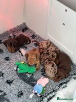 Miniature Dachshund dogs KC Reg Longhair Miniature Dacshund - Advert 1
