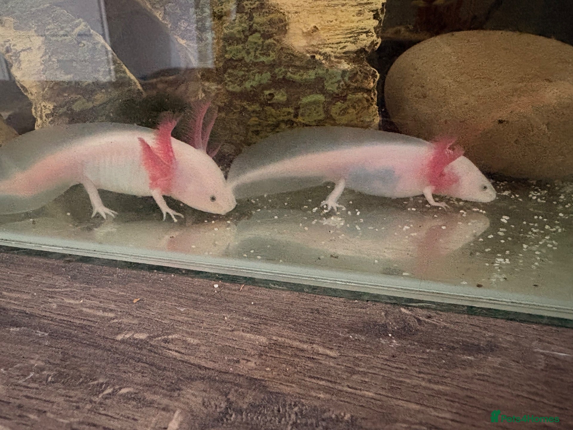 Axolotl reptiles 4 Month Old Albino Axolotls - Advert 1