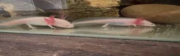 Axolotl reptiles for sale: 4 Month Old Albino Axolotls - Advert 1