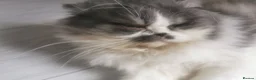 Persian cats for sale: Lovely persian cat for sale  - Advert 7