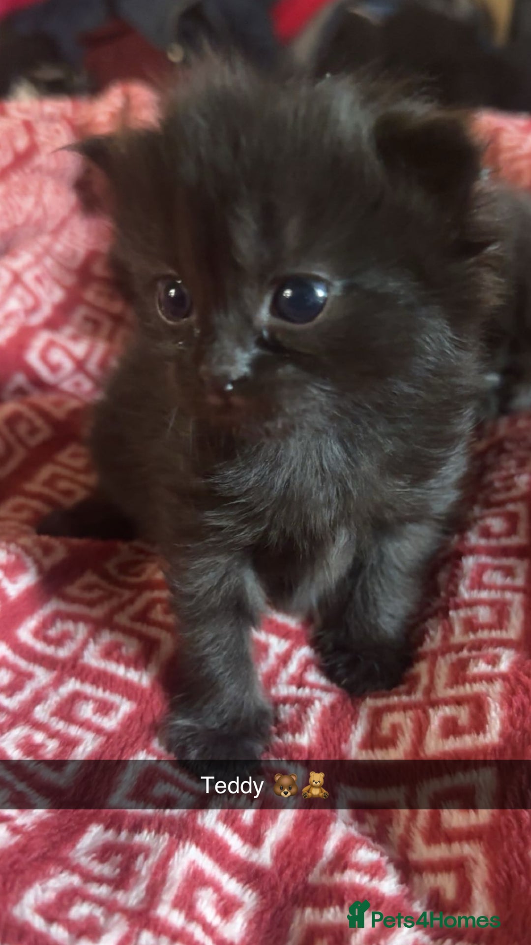 Mixed Breed cats for sale: Kittens  - Advert 12