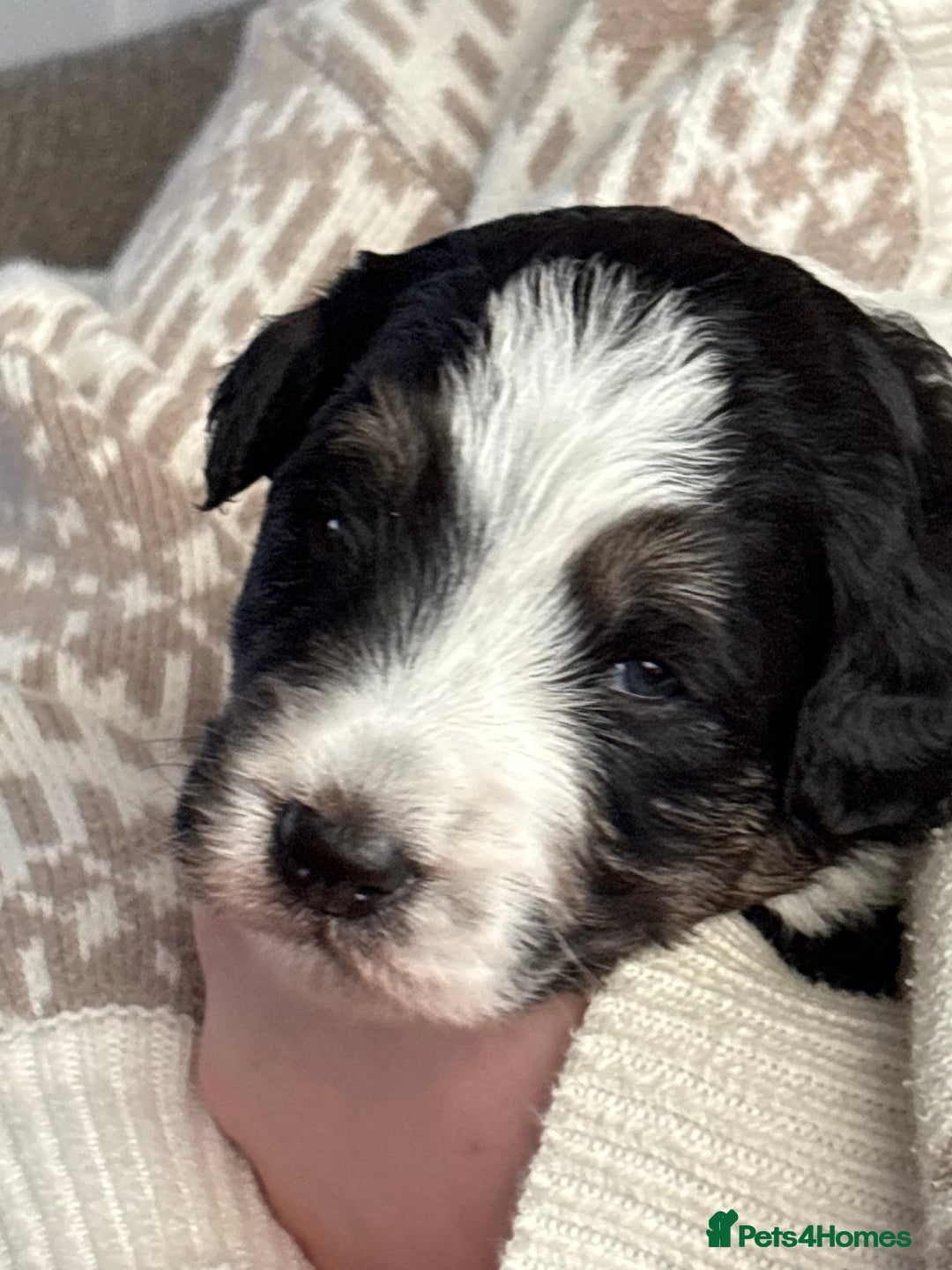 Bordoodle dogs for sale: Bordoodle Pups - Image 5