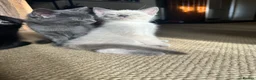 Mixed Breed cats for sale: Mixed breed Kittens  - Advert 4