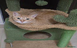 Mixed Breed cats for adoption: [Indoors Only] Ginger-Rose! A Lovely Chatty Queen in London - Image 1