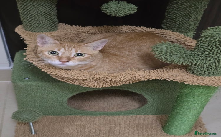 Mixed Breed cats in London - Advert 2