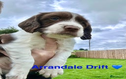 English Springer Spaniel dogs for sale: Springer Spaniels - Image 21