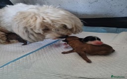 Maltipoo dogs for sale: Maltipoo's rare sable parti colours x4 - Image 24