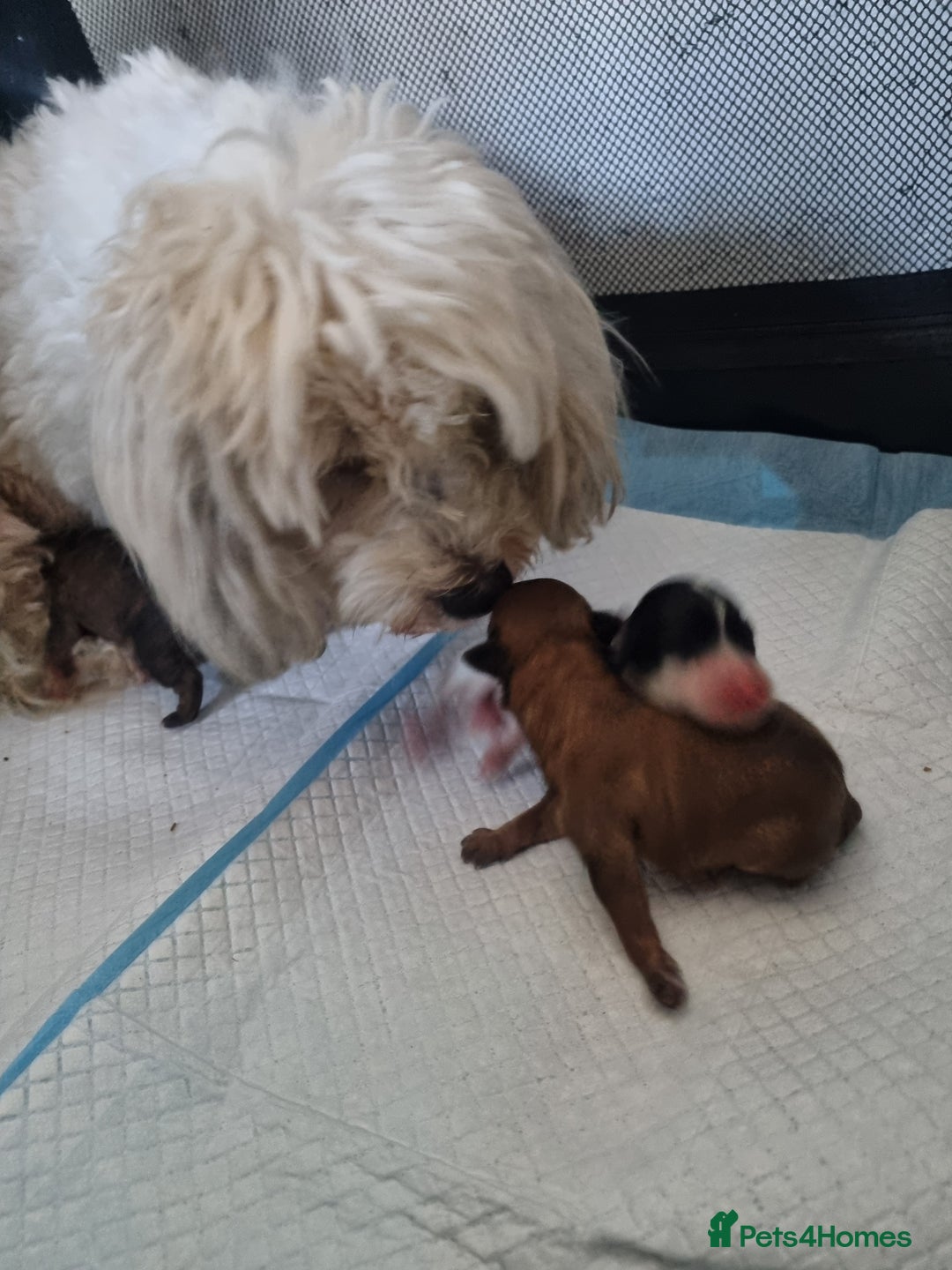 Maltipoo dogs for sale: Maltipoo's rare sable parti colours x4 - Image 24