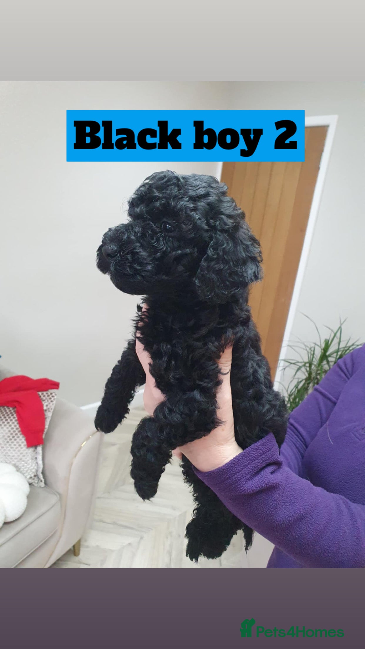 Mini Goldendoodle dogs LAST pup❗️Miniature goldenoodle ready now🏡🌟  - Advert 2