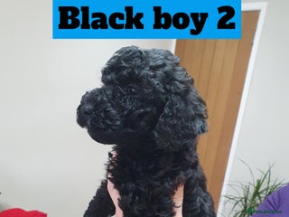 Mini Goldendoodle dogs LAST pup❗️Miniature goldenoodle ready now🏡🌟 - Advert 2