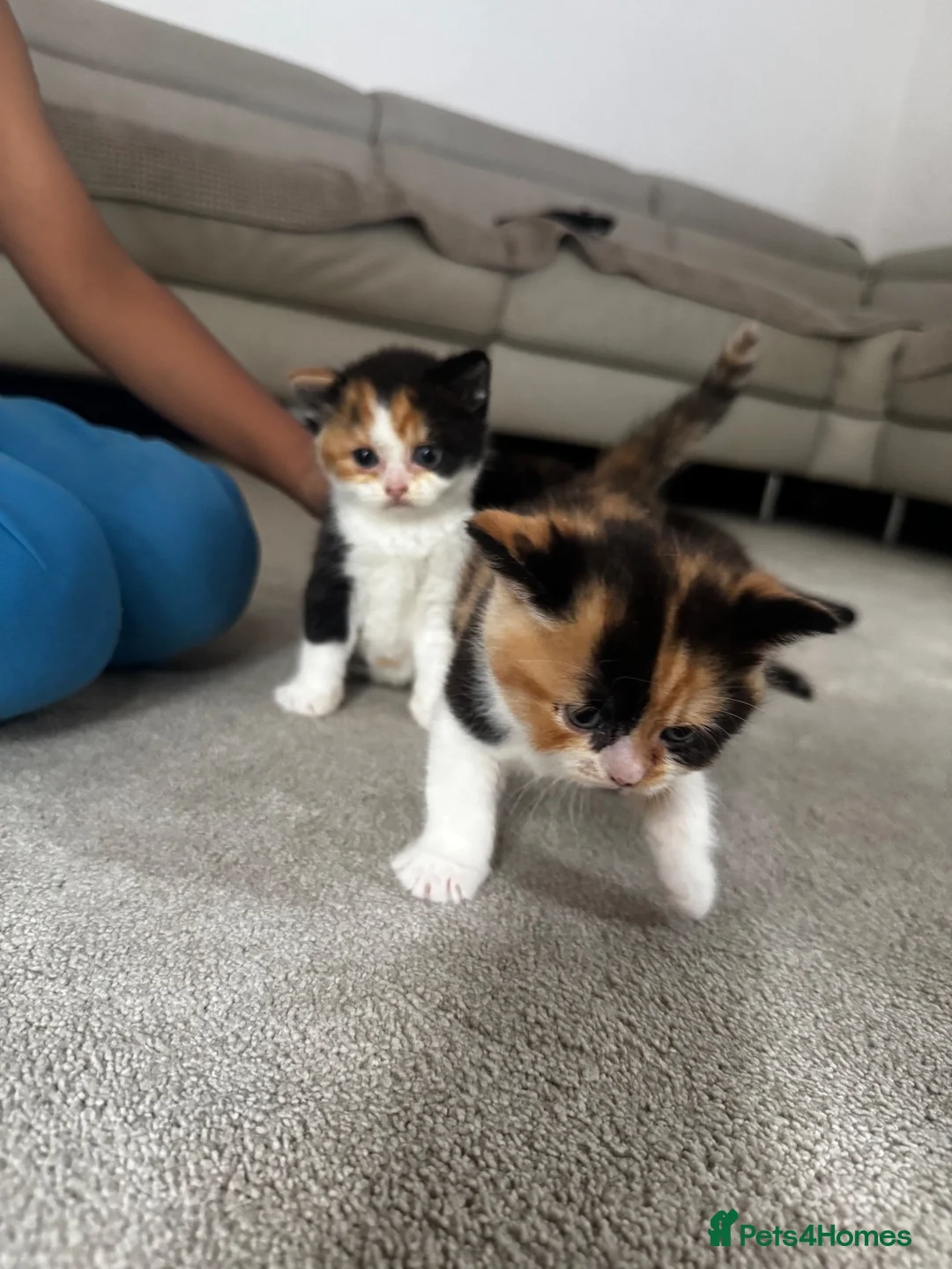 British Shorthair cats for sale: British short hair kittens  in Bolton - Advert 21