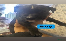Mixed Breed dogs for sale: Canecorso/staffy puppies  - Image 6