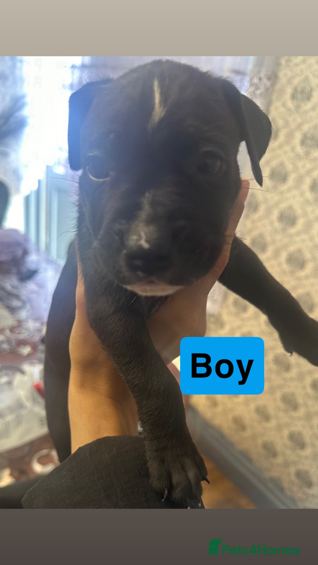 Mixed Breed dogs for sale: Canecorso/staffy puppies  - Image 6