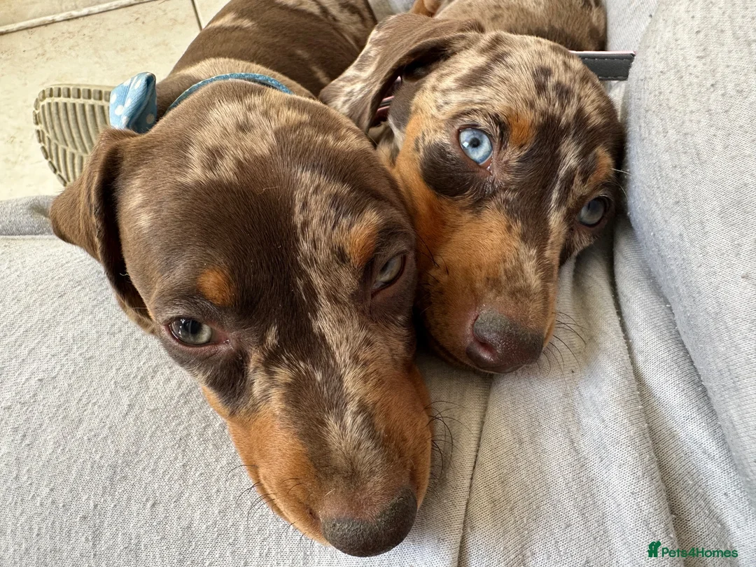 Dachshund dogs for sale: Last 2 Gorgeous Dapple Dachshund Puppies - Advert 1