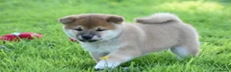 Japanese Shiba Inu dogs for sale: Exceptional Japanese Shiba Inu Puppies - Advert 30