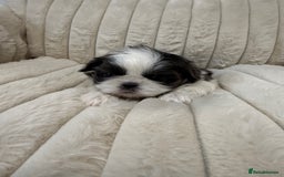 Shih Tzu dogs for sale: Exquisite Imperial Shih Tzu Puppies  - Image 19