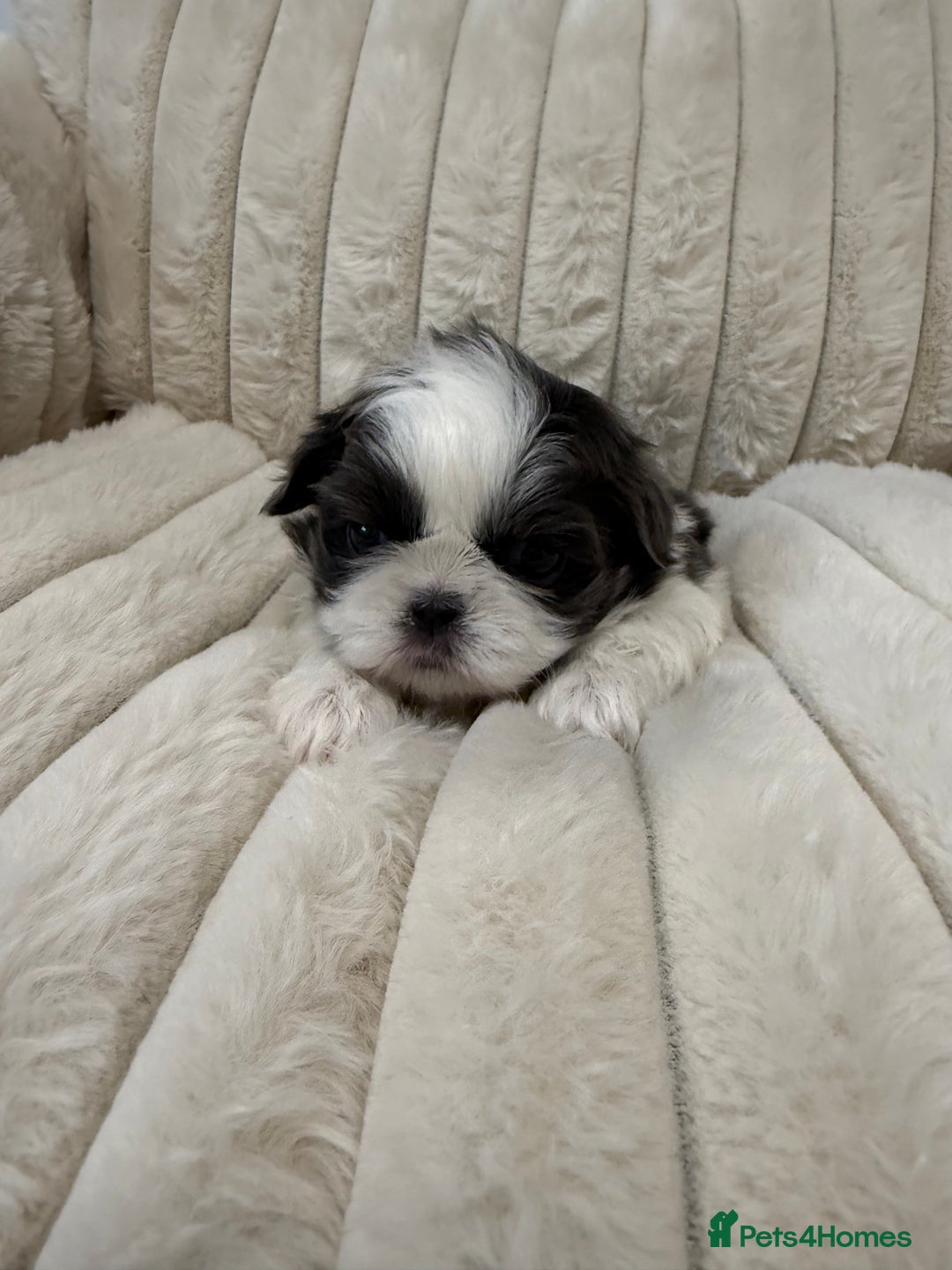Shih Tzu dogs for sale: Exquisite Imperial Shih Tzu Puppies  - Image 19