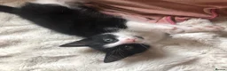 Domestic Shorthair cats for sale: Black and white domestic short hair boy kittens in Buxton - Advert 11