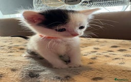 Mixed Breed cats for sale: Kittens for sale  - Image 9