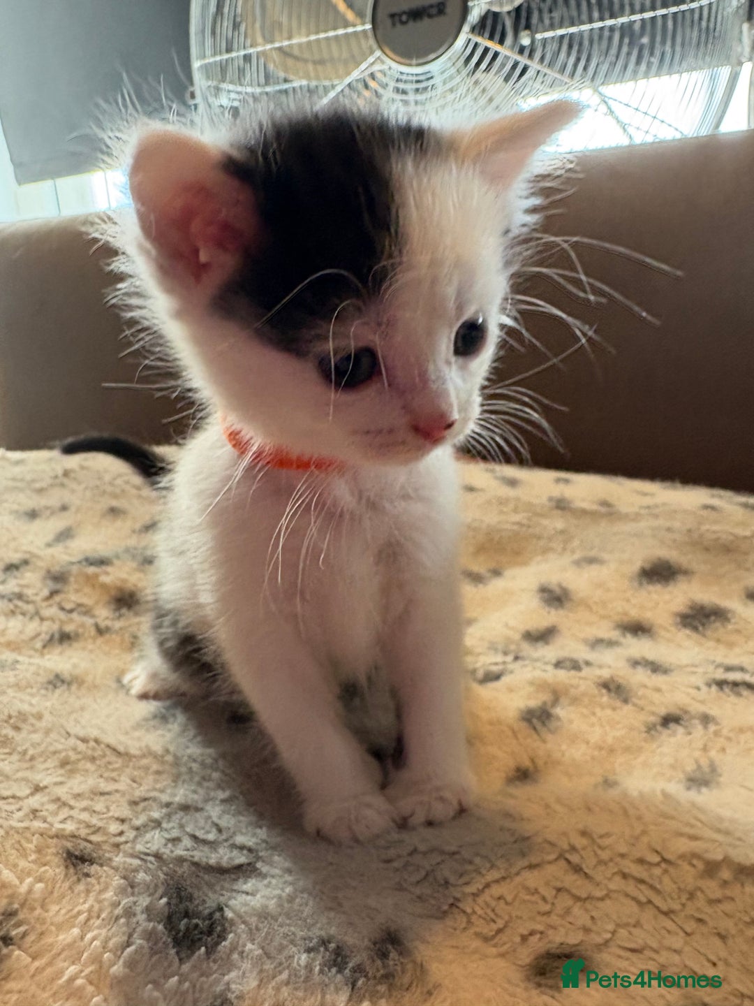 Mixed Breed cats for sale: Kittens for sale  - Image 9