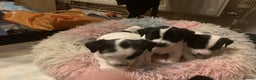 Jack Russell dogs for sale: Jack russell puppys - Advert 2