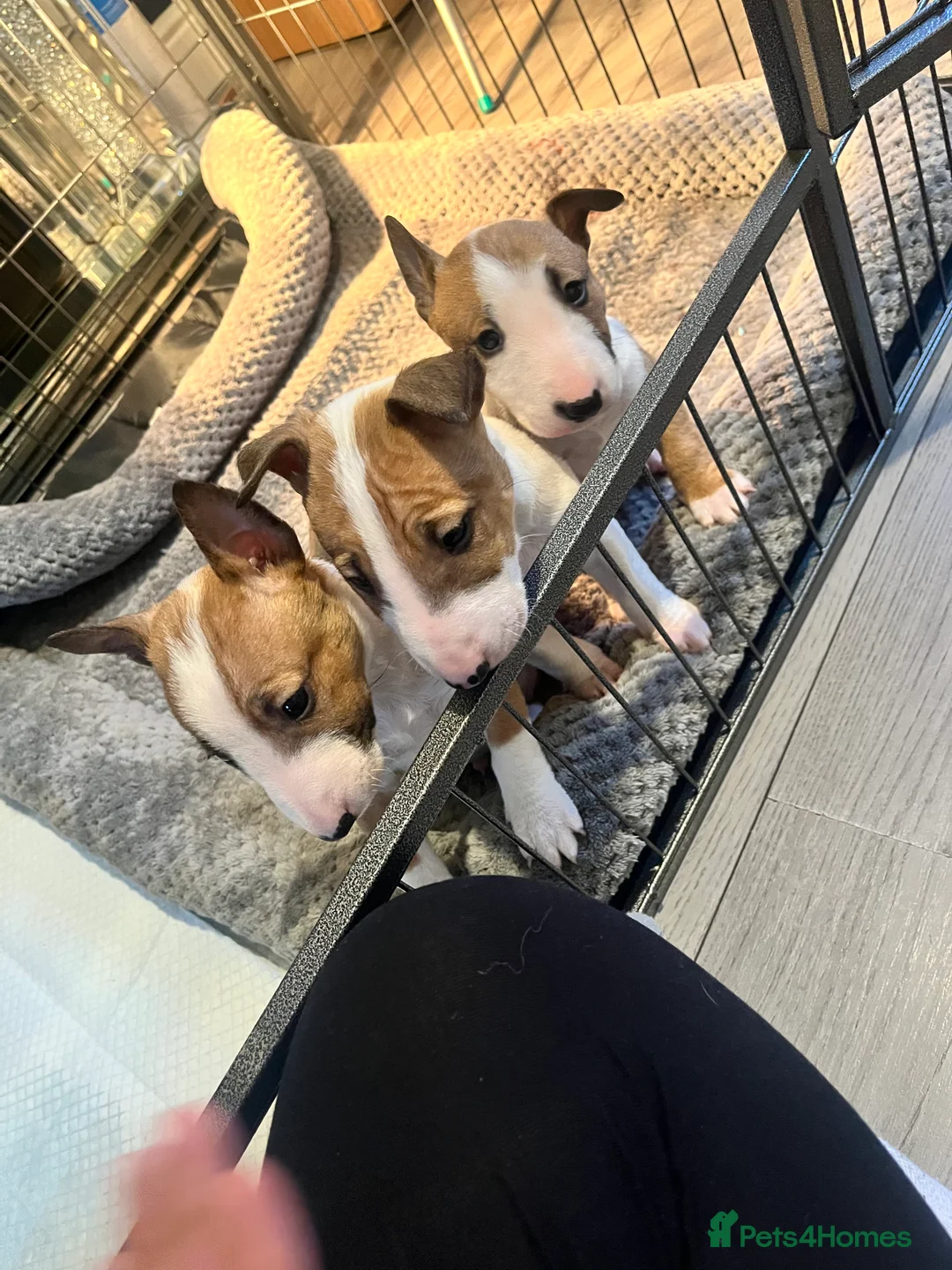 English Bull Terrier dogs for sale: Kc Miniature English bull terriers  - Advert 1