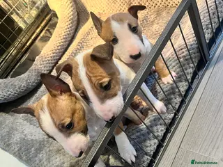 English Bull Terrier dogs Kc Miniature English bull terriers - Advert 3