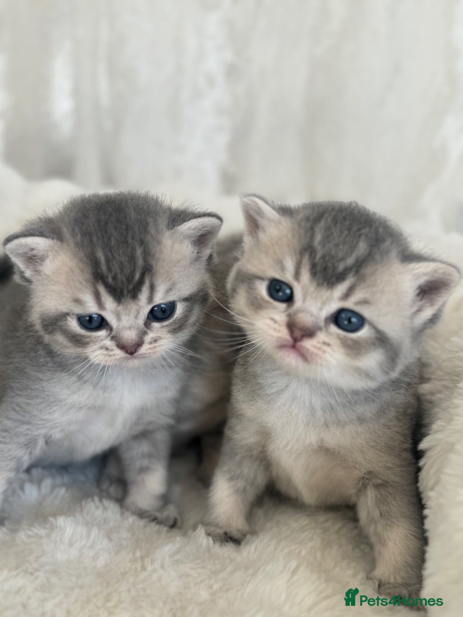 British Shorthair cats Blue Golden Shaded British Shorthair Kittens - Advert 2