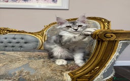 Maine Coon cats for sale: XXL Russian bloodline Maine Coon Kittens 20+Gen!🏆 - Image 12