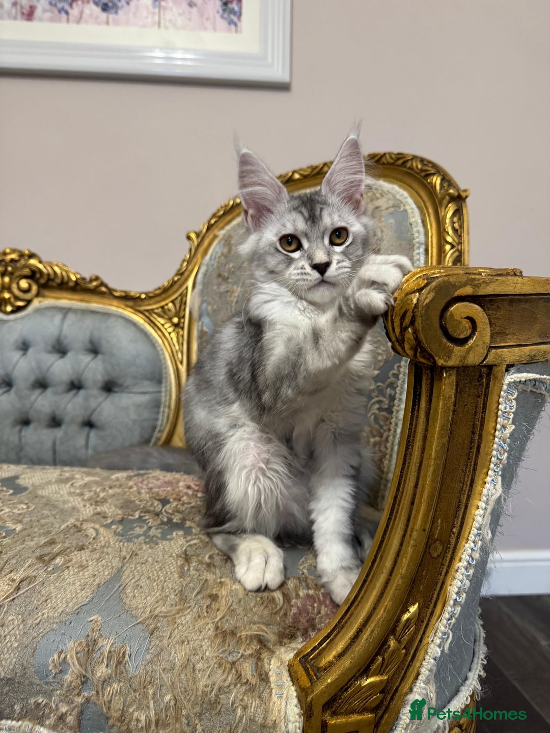 Maine Coon cats for sale: XXL Russian bloodline Maine Coon Kittens 20+Gen!🏆 - Image 12