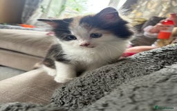 British Longhair cats for sale: Ginger tortoishell and calico male & female kitten - Image 12