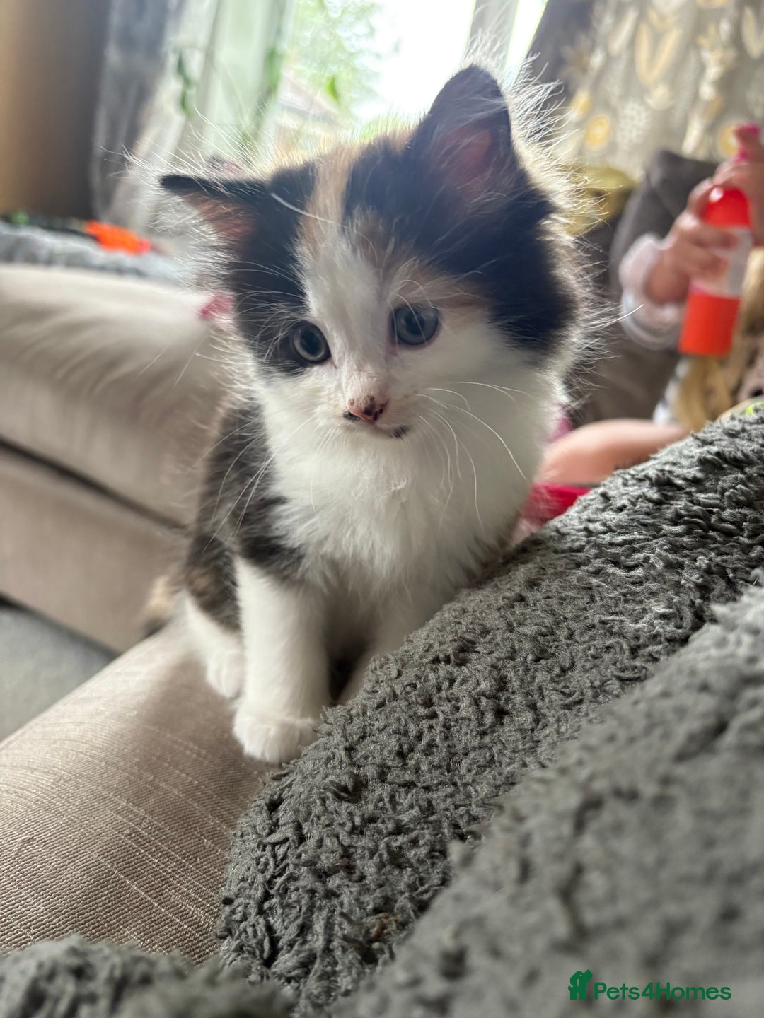 British Longhair cats for sale: Ginger tortoishell and calico male & female kitten - Image 12