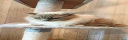 Ragdoll cats for sale: 3 Beautiful Ragdoll Cats  - Advert 8
