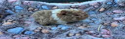 Guinea Pig rodents for sale: Guinea pigs for reservation  - Advert 11