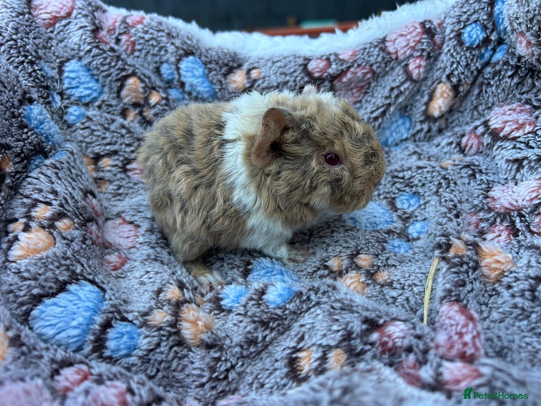 Guinea Pig rodents for sale: Guinea pigs for reservation  - Advert 11