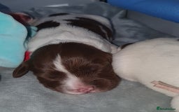 English Springer Spaniel dogs for sale:   English Springer Spaniel puppies  - Image 14