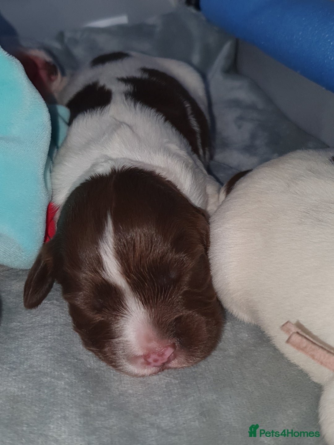 English Springer Spaniel dogs for sale:   English Springer Spaniel puppies  - Image 14