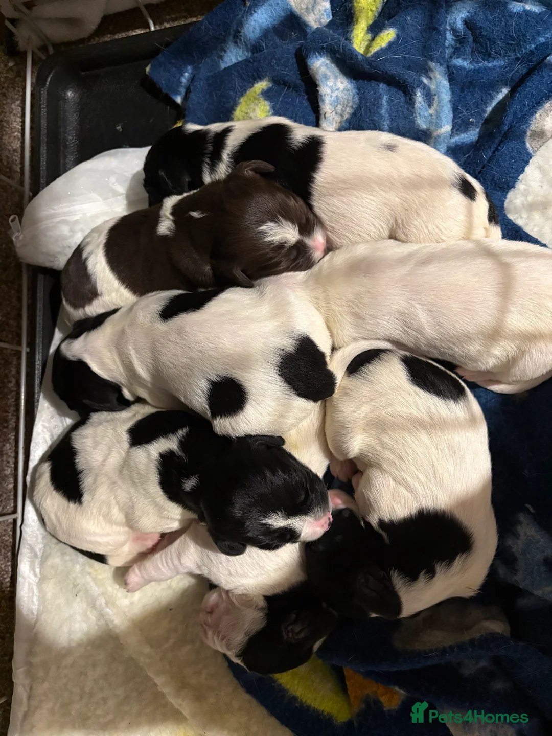 Sprollie dogs for sale: Sprollie Puppies  - Advert 4