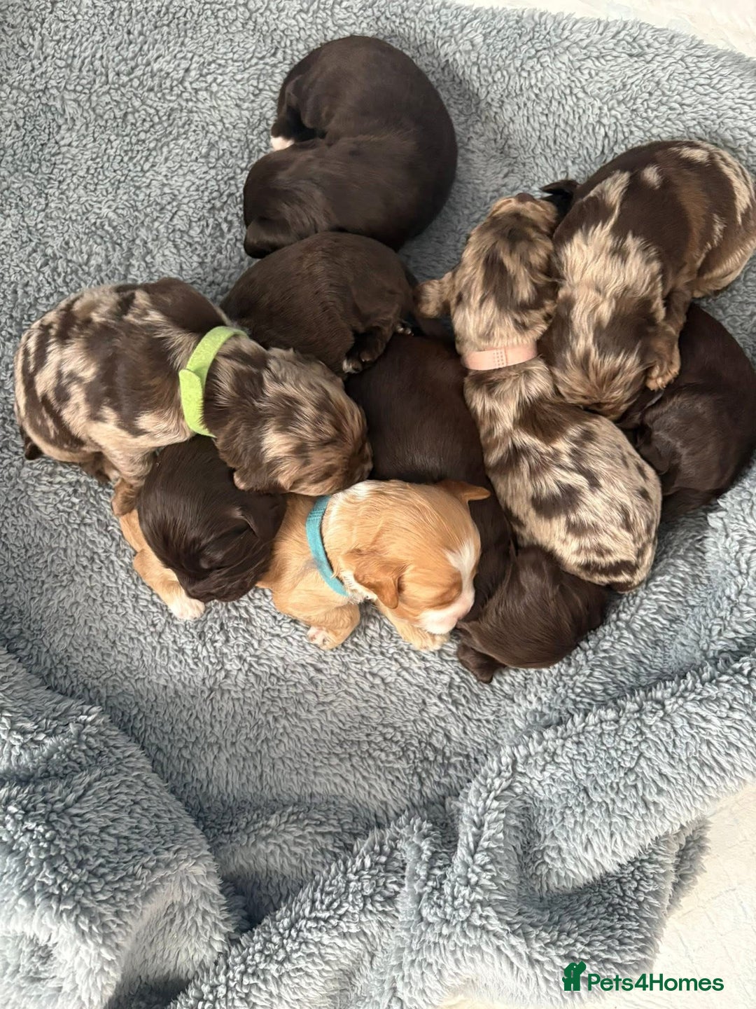 Mixed Breed dogs for sale: Mini Cockapoos - Image 5