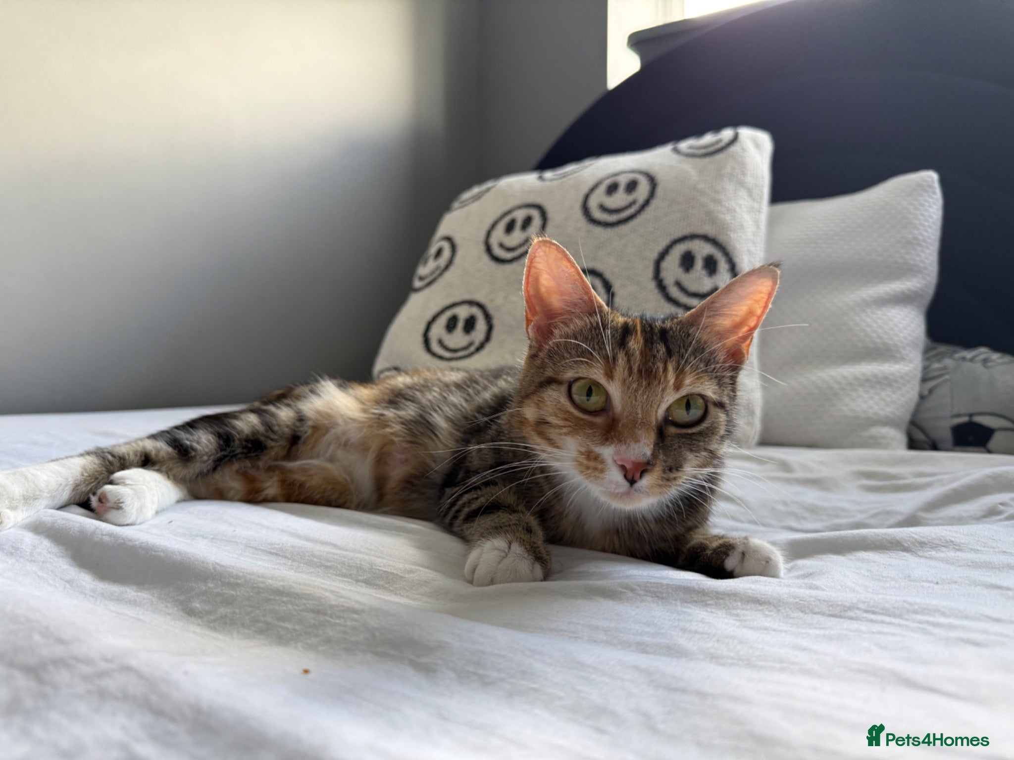 Domestic Shorthair cats Beautiful Callie Needs a loving home!  - Advert 1