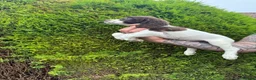 English Springer Spaniel dogs for sale: Excellent quality kc springer spaniel pups  - Advert 5