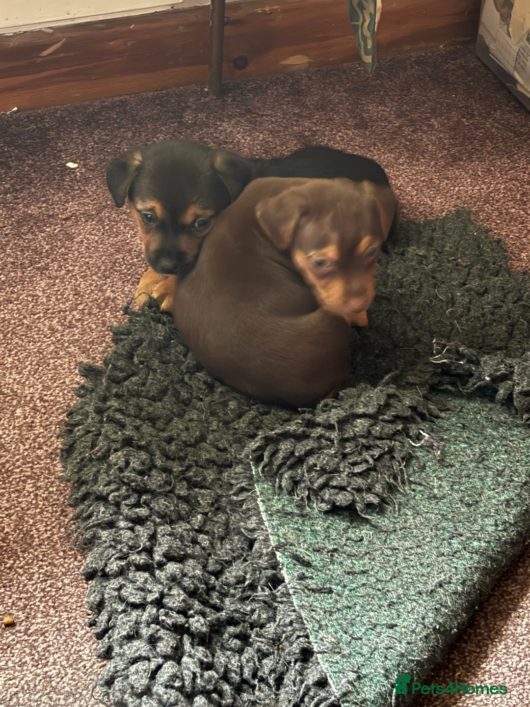 Jack Russell dogs for sale: Trad.family short legged short hair- ready!! - Advert 18