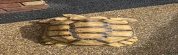 Tortoise reptiles for sale: Sulcata tortoise  - Advert 7