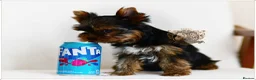 Yorkshire Terrier dogs for sale: READY NOW FULLY VACCINATED MINIATURE YORKIE KC DNA - Advert 5