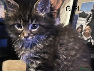 Maine Coon cats Stunning Maincoon kittens boy and girl - Advert 4