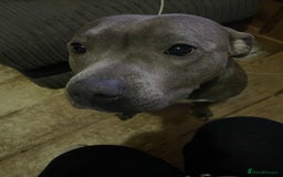 Mixed Breed dogs for sale: Staffordshire bull terrier  - Image 3