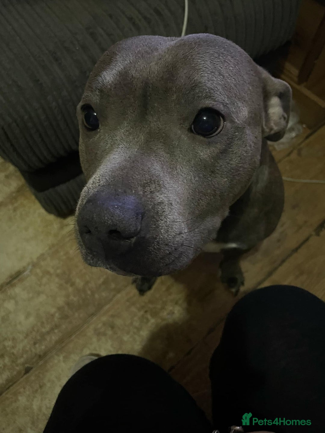 Mixed Breed dogs for sale: Staffordshire bull terrier  - Image 3