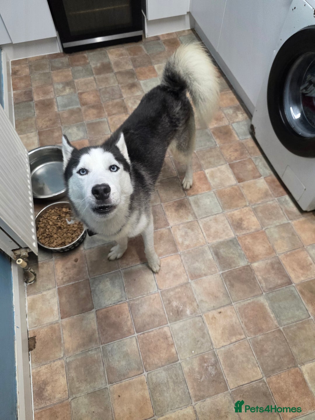 Shepsky dogs for sale: 7 beautiful shepsky puppies - Advert 3